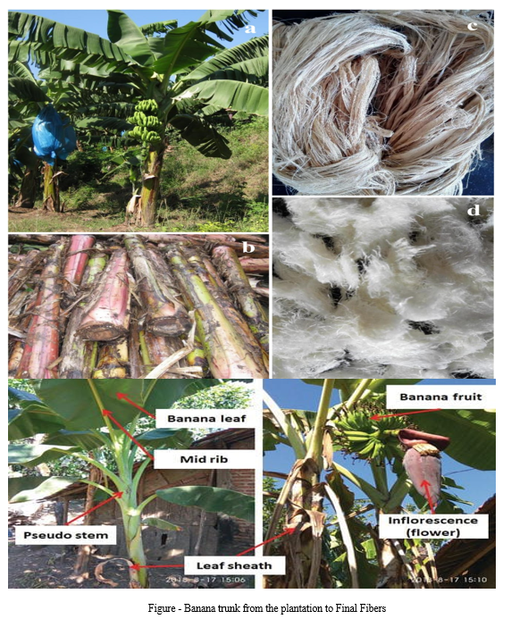 Frontiers  The use and context of fiber plants during the middle