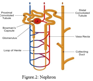 Nephroprotective Plants