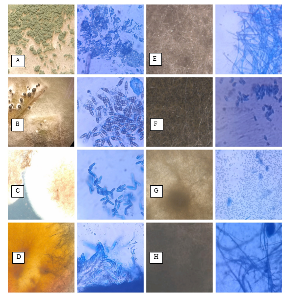 Isolation and Identification of Endophytic Fungi from Leaves and Stem ...